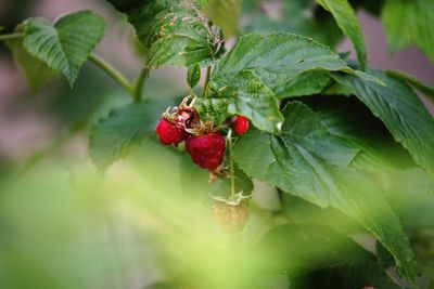 Close-up of red berries on plant