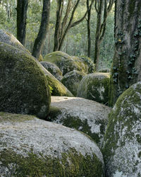 Moss growing on tree trunk