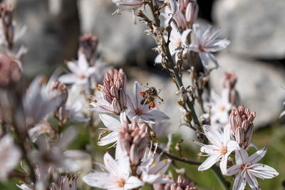 Close-up of white flowering plant