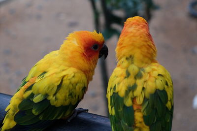 Close-up of parrot perching on metal