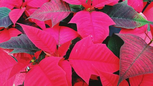 Close-up of leaves