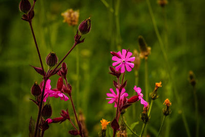 Close-up of pink flowering plants