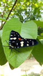 Close-up of butterfly on leaf