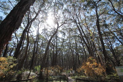 Low angle view of trees in forest