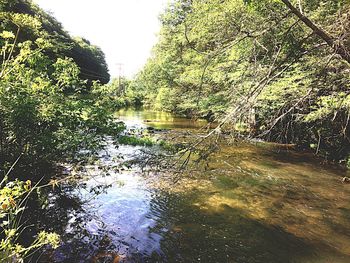 Scenic view of river in forest against clear sky