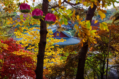Low angle view of tree during autumn