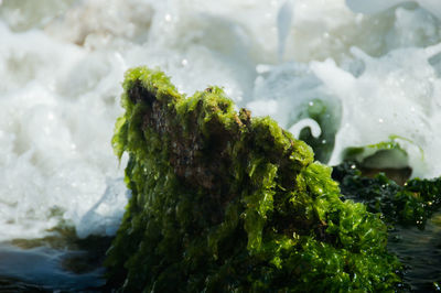 Close-up of fresh green water