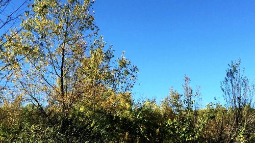 Low angle view of trees against clear blue sky