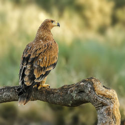 Close-up of golden eagle perching on branch