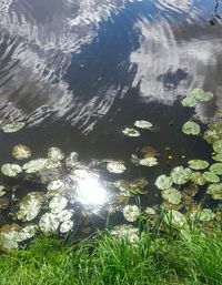 High angle view of water lily in lake