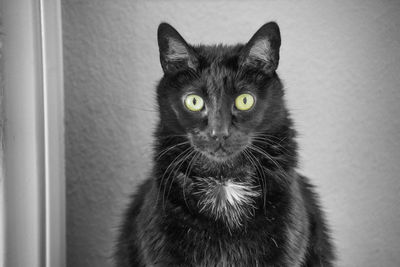 Close-up portrait of cat