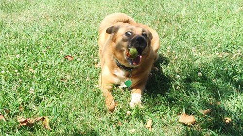 Portrait of dog sitting on field