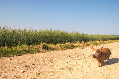 Dog standing on field against clear sky