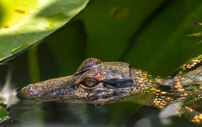 Baby aligator at the everglades 