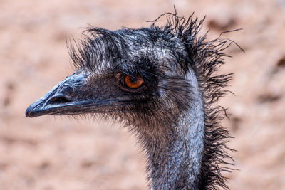 Close-up of an emu dromaius novaehollandiae - alice springs, northern territory, australia