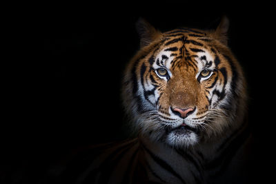 Portrait of cat against black background