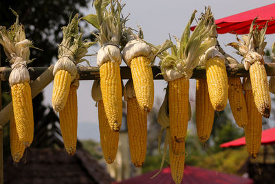 Close-up of corns hanging on metallic rod at farm