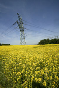 Scenic view of oilseed rape field against sky