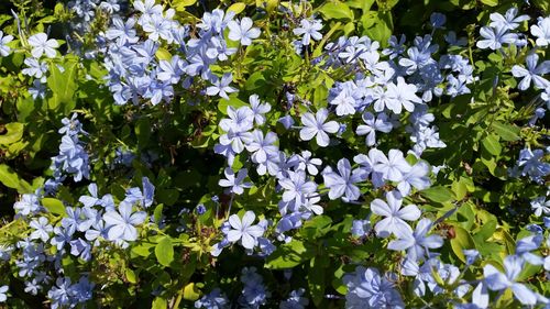 Close-up of white flowers blooming outdoors