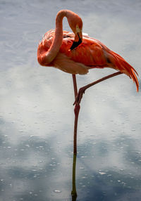 High angle view of flamingo resting in pond at moscow zoo