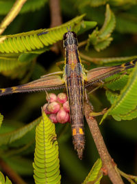 Close-up of insect on plant