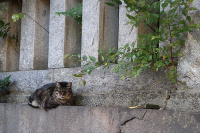 Portrait of cat sitting outdoors