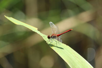 Close-up of insect on plant