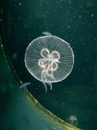 Close-up of jellyfish in sea