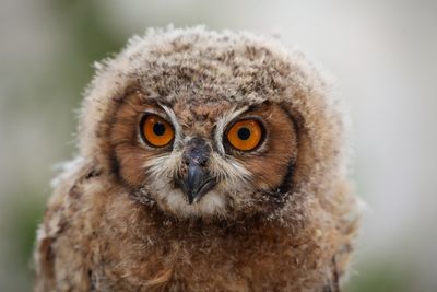 Close-up portrait of owl