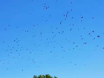 Low angle view of birds flying in sky