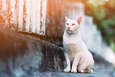 Portrait of cat sitting on retaining wall