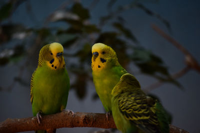 Close-up of parrot perching on branch