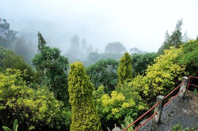 Panoramic view of trees in forest against sky