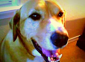 Close-up portrait of a dog