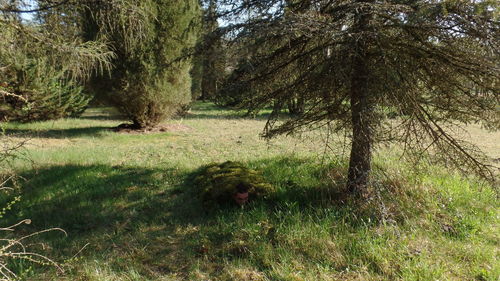 Trees in grass