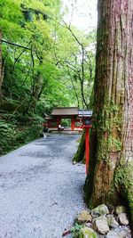 Gazebo in forest