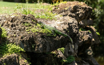 Close-up of lizard on rock