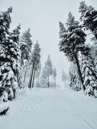 Snow covered trees in forest against clear sky