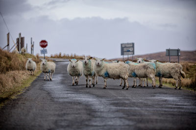 Group of sheep standing on road