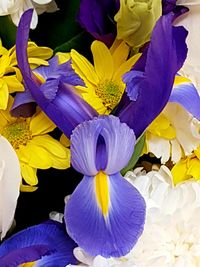 Close-up of purple flowers