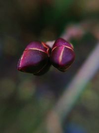 Close-up of plant growing outdoors