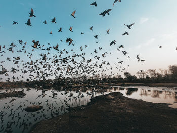 Flying pigeons in morning 