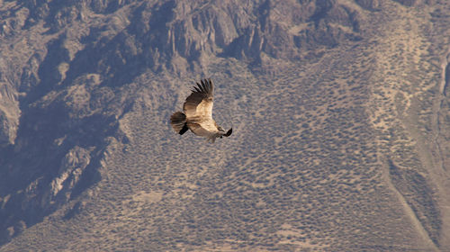 Bird flying against clear sky