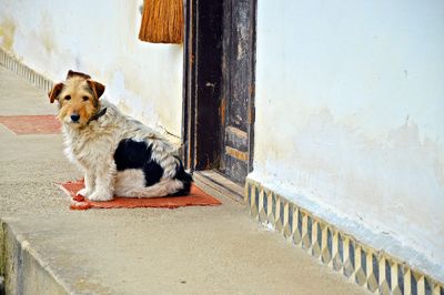 Dog sitting on door mat