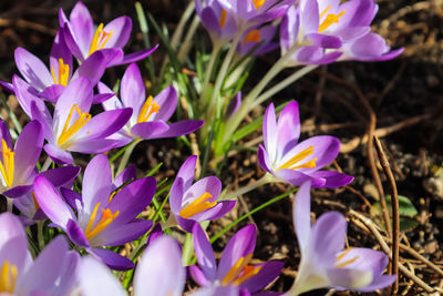 Close-up of purple crocus flowers on field