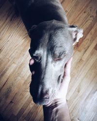 Close-up of dog on wooden floor