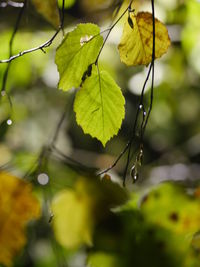 Close-up of wet tree during monsoon