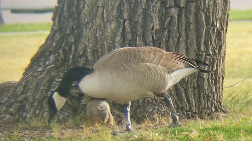 View of an animal on field