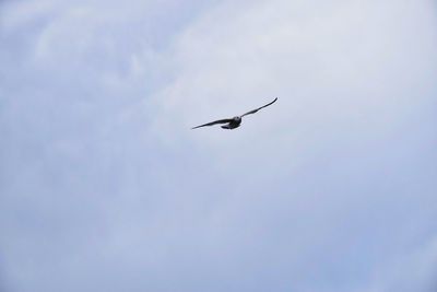 Low angle view of bird flying in sky