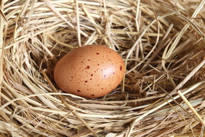 Close-up of eggs